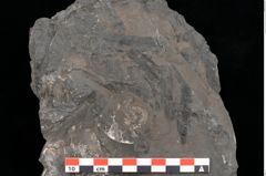 Foto (Detailansicht) von Acrostichopteris lunzensis Ettingshausen (NHMW-GEO-2024-0188-10524)